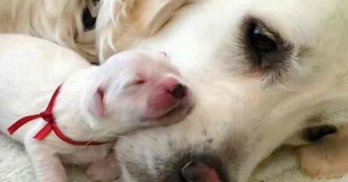 когда отлучать щенка от матери