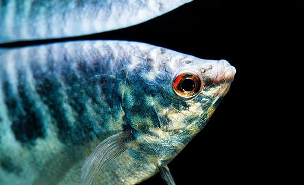 Удивительный мраморный гурами