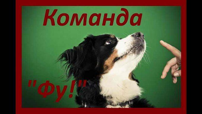 как обучить собаку команде ",фу",