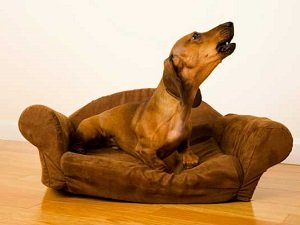 как отучить собаку выть