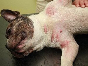 подкожный клещ у собак фото