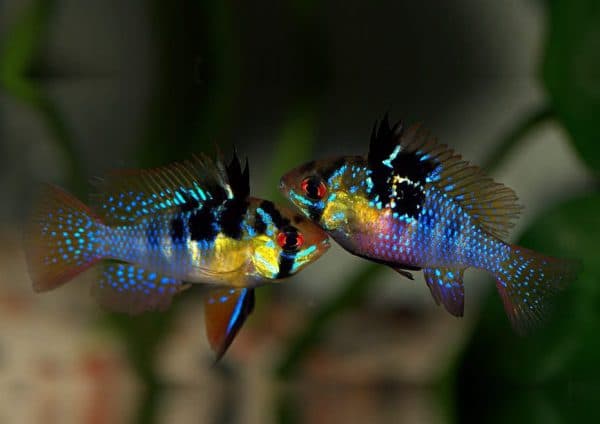 Апистограмма Рамирези описание рыбки