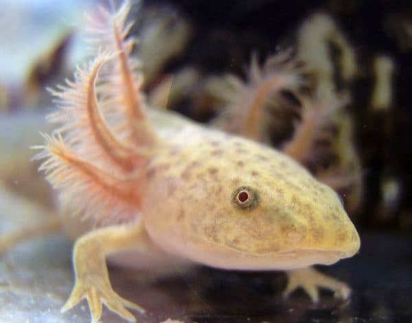 Прекрасный аксолотль