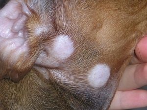 трихофития у собак фото