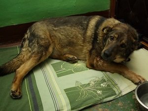 панкреатит у собак симптомы и лечение