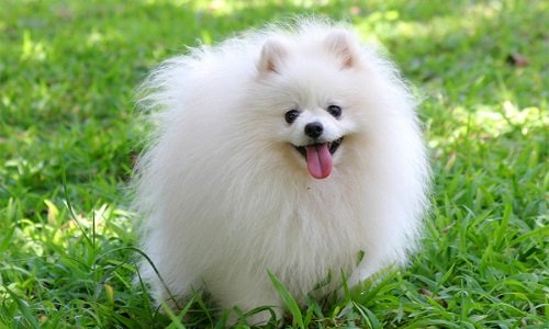 купить карликового шпица