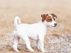 джек рассел терьер цена щенка