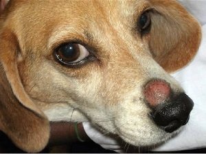 мокнущий лишай у собаки