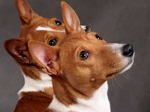 купить собаку басенджи