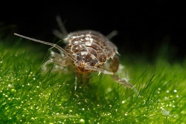 Водяной ослик