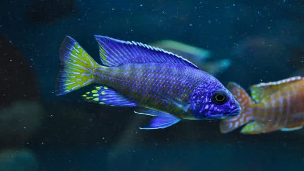 Аулонокара описание