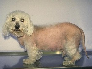 синдром кушинга у собак симптомы и лечение