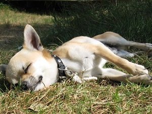 эпилепсия у собак причины