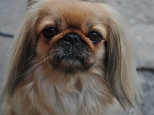 пекинес цена