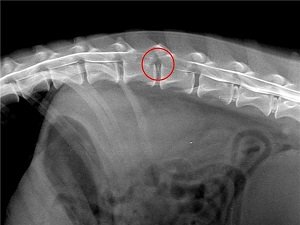 лечение дископатии у собак без операции