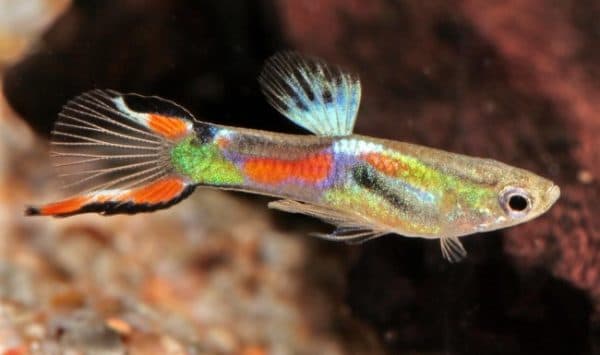 Как ухаживать за рыбками