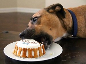 можно ли собакам давать сладкое