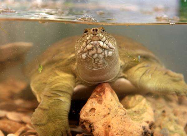 Удивительный китайский трионикс