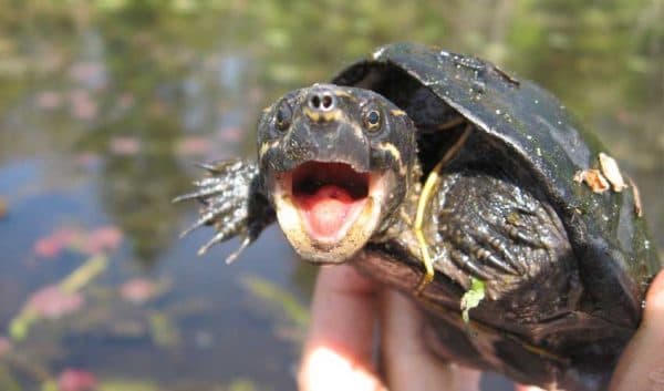 Мускусная черепаха читайте статью