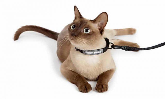 ошейник вместо шлейки