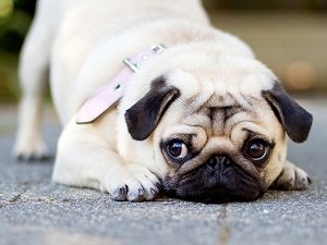 собаки мопсы купить