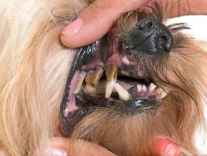 воспаление десен у собак фото