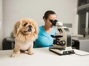 анаплазмоз у собак симптомы и лечение