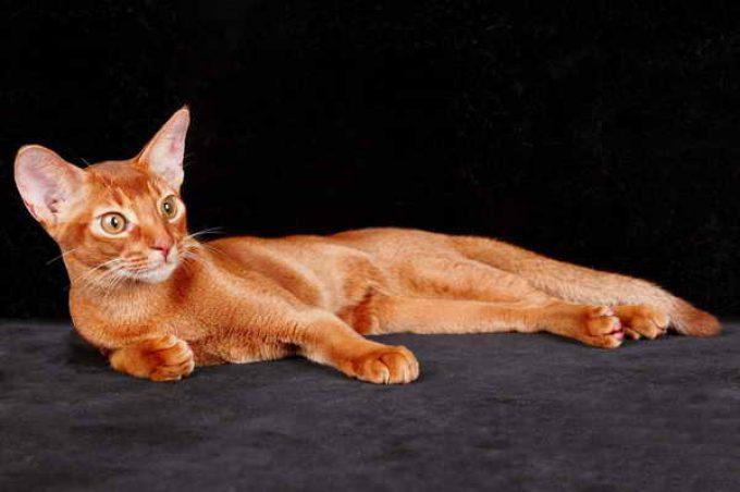 окрас красный