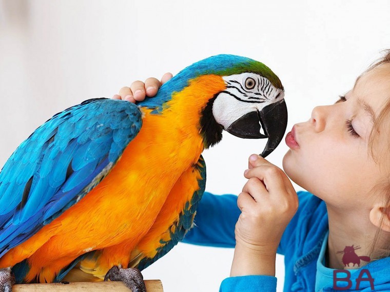 Попугай разговаривает