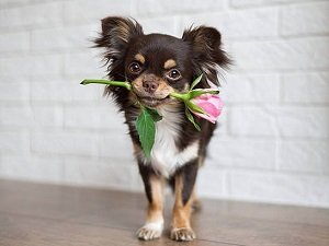 кобель для вязок чихуахуа