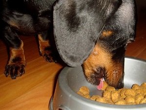 как правильно кормить таксу