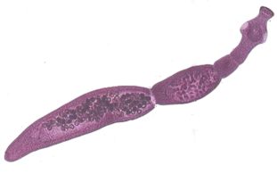 Альвеококк