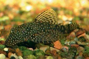 Сомики-чистильщики