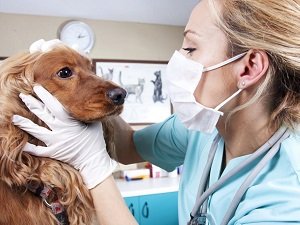 герпес у собаки признаки фото