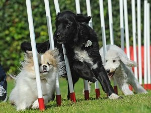 собаки для аджилити породы