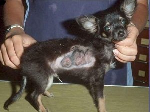 лечение стригущего лишая у собак