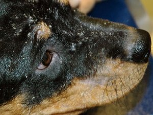 себорея у собак симптомы лечение