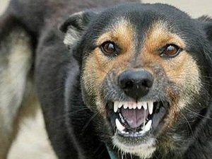 признаки бешенства у собак