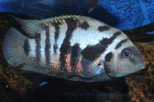 Ход эксперимента.