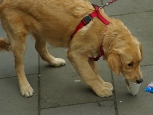 как отучить собаку подбирать с земли еду