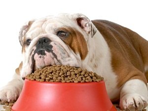 гипоаллергенные корма для собак супер премиум класса