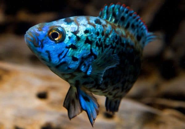 Блю Демпси питание