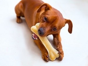 можно ли собакам куриные кости