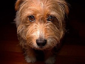 авитаминоз у собак фото