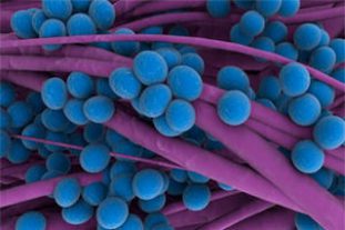 Стафилококки