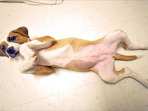 лапароскопия стерилизация собаки