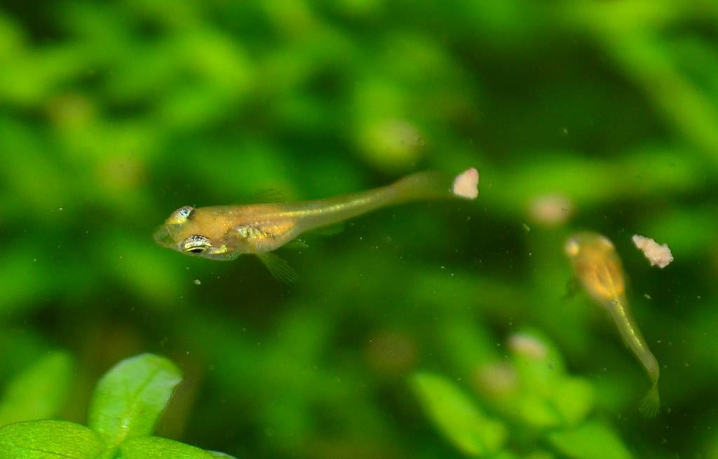 Мальки гуппи кушают