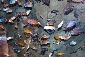 Рыбки северумы разновидности