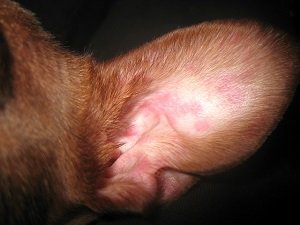 болезни ушей у собак фото
