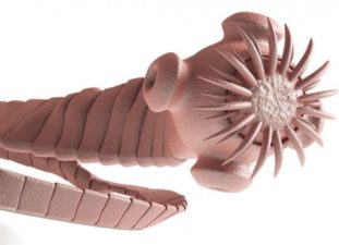 Фото: карликовый цепень